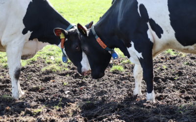 Weideaustrieb 2021 – Pure Lebensfreude auf frischem Gras: Weidesaison offiziell eingeläutet.